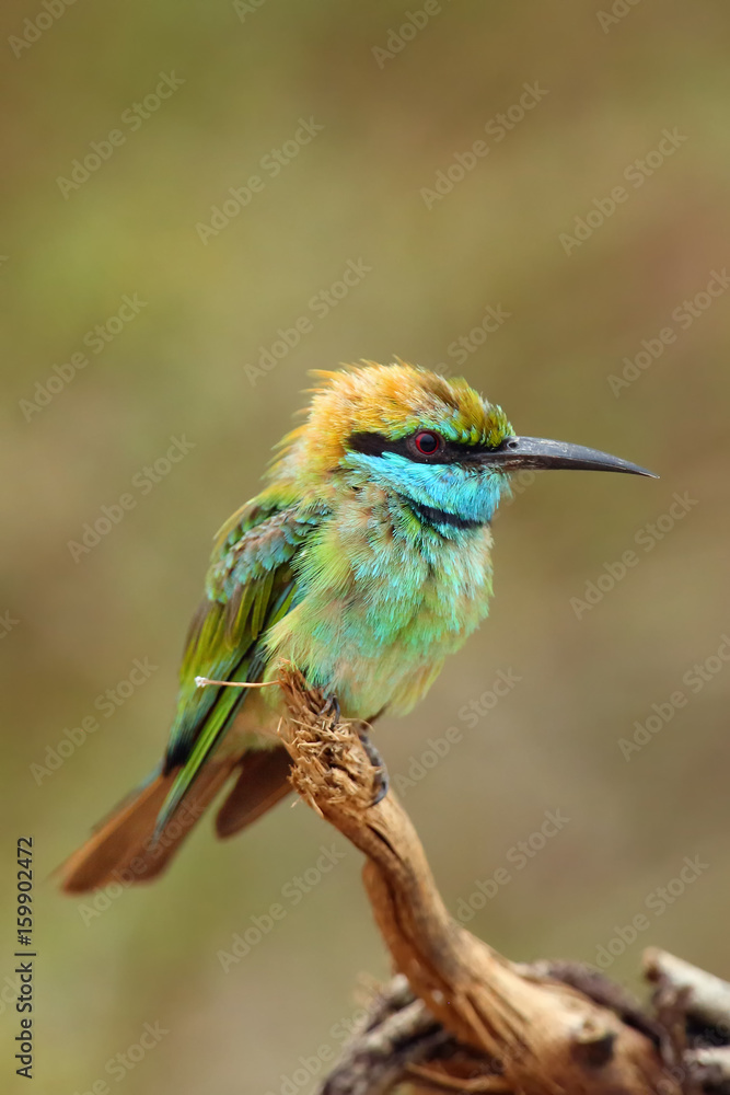 Fototapeta premium The green bee-eater (Merops orientalis) sometimes little green bee-eater sitting on the branch