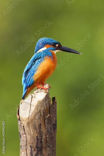 The common kingfisher (Alcedo atthis) also known as the Eurasian kingfisher, and river kingfisher sitting at stoke