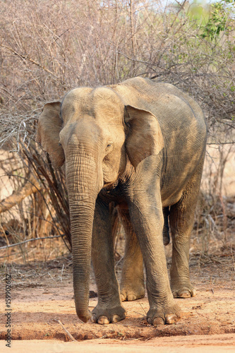 The Sri Lankan elephant  Elephas maximus maximus  adult male