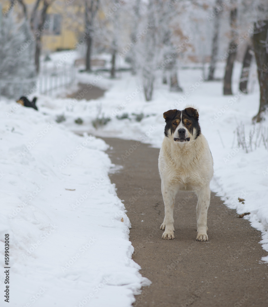 stray dog in winter time