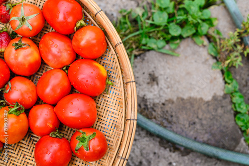 Fresh Tomatoes in the basket photo