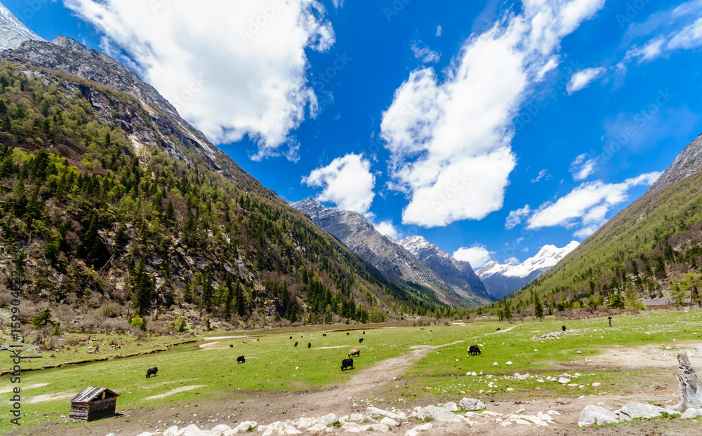 View on Yak herd in green valley of tibetian Highlands