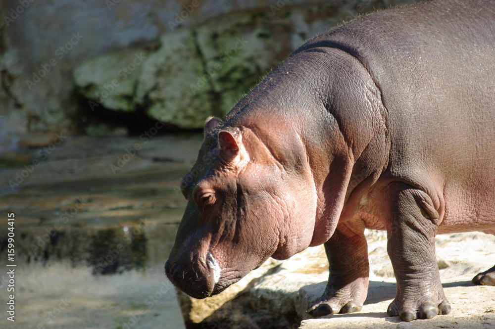 hippopotame hippopotame