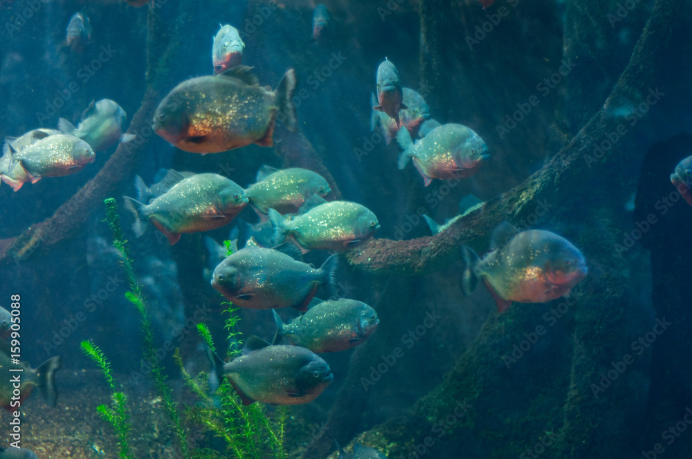 Fototapeta premium dangerous piranhas in the water