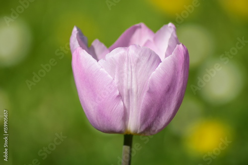Portrait of tulip