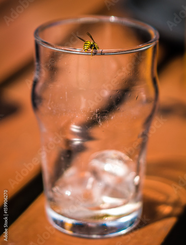 Bee on glass