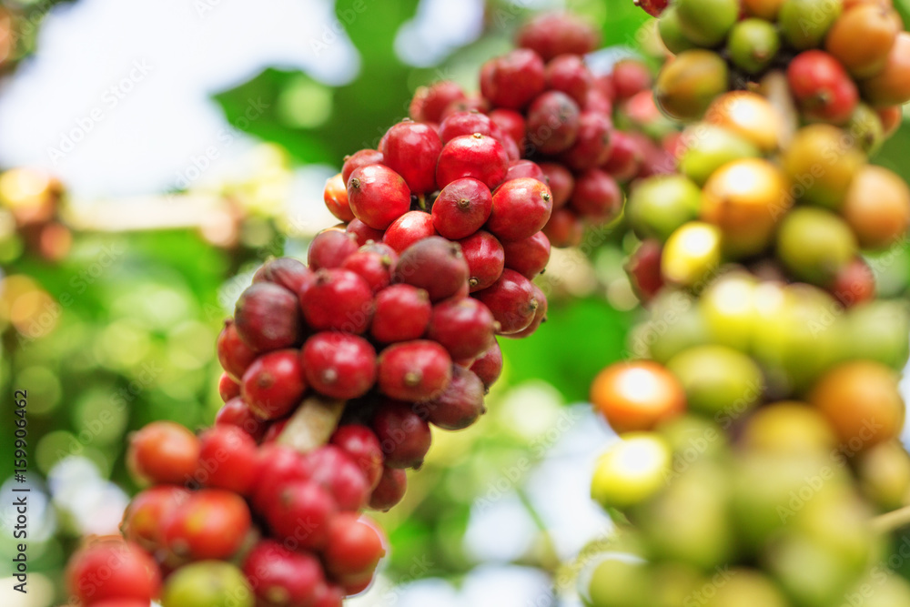Branch of red coffee beans