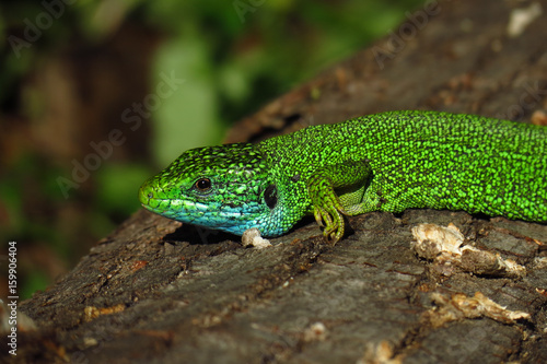 European green lizard (Lacerta viridis)