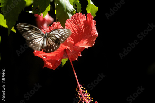 butterfly on the hibiscus flower photo