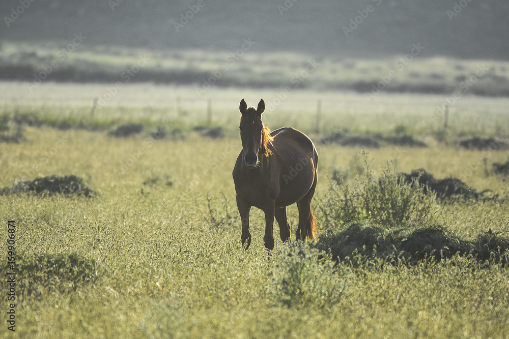 cavallo