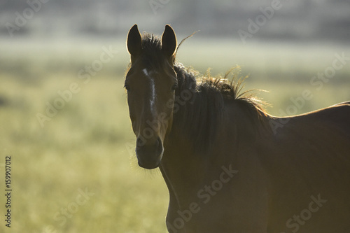 cavallo photo