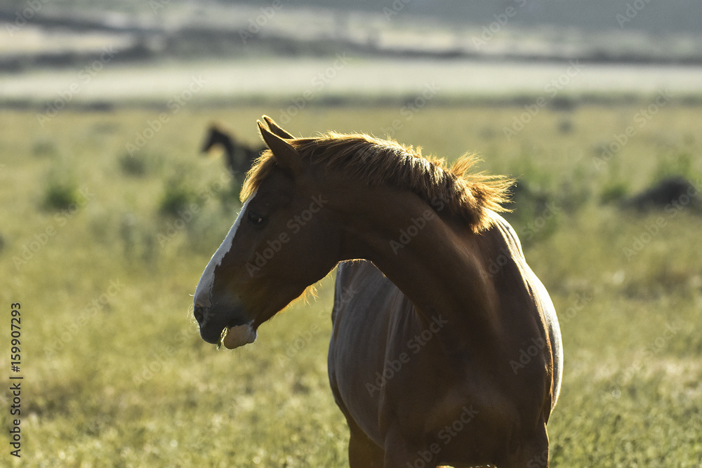 cavallo