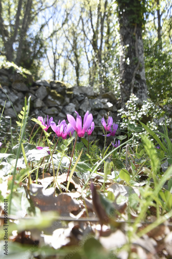 ciclamino selvatico