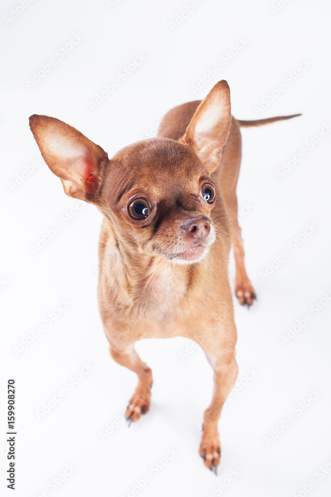 The toy terrier on white background isolated