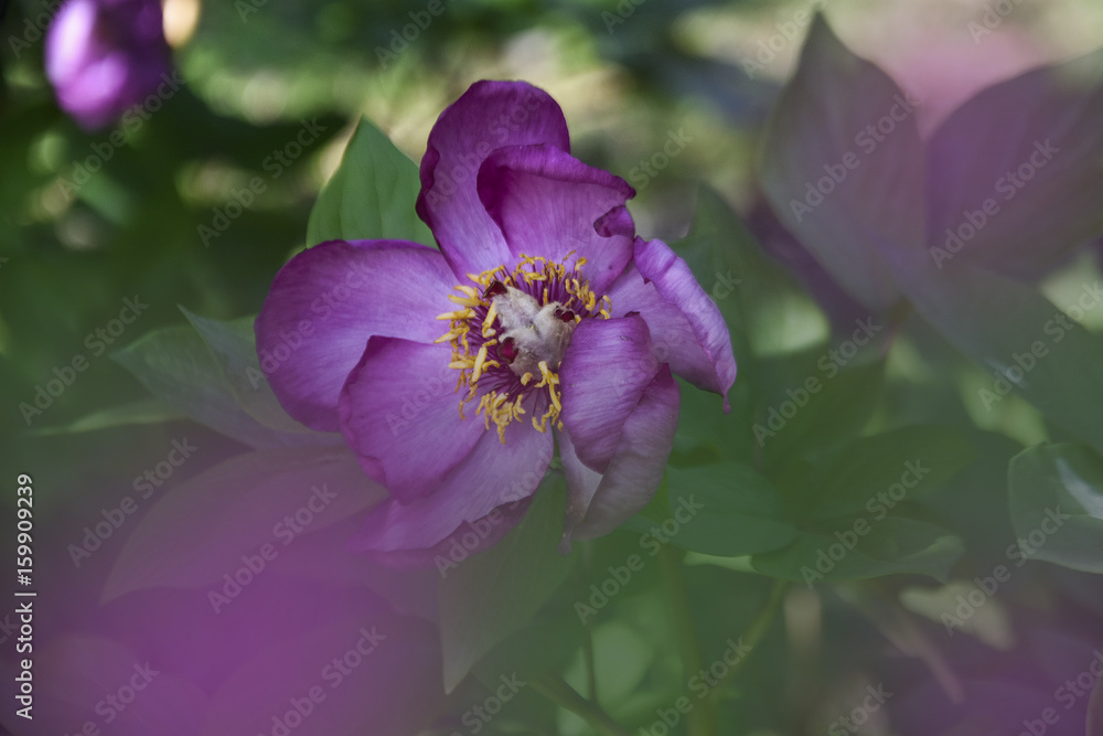 peonia selvatica