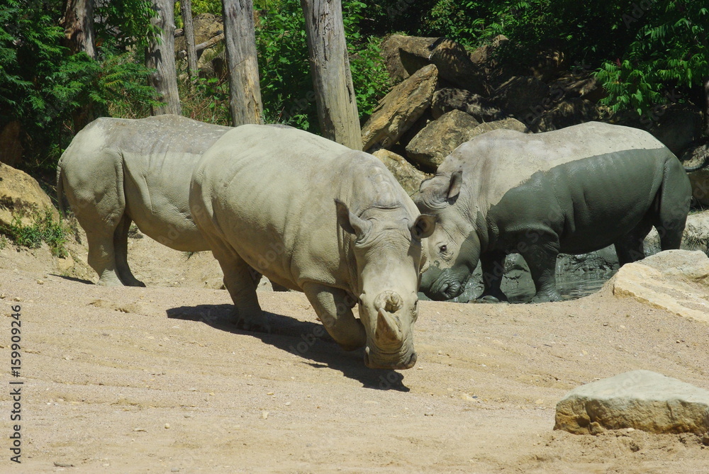 Naklejka premium rhinocéros blanc