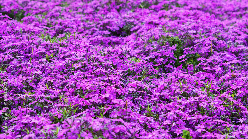 Abstract patttern spring garden colorful purple pink green plants flowers background. Copy space, selective focus.