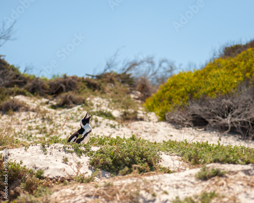 Penguins, Cape Town, South Africa