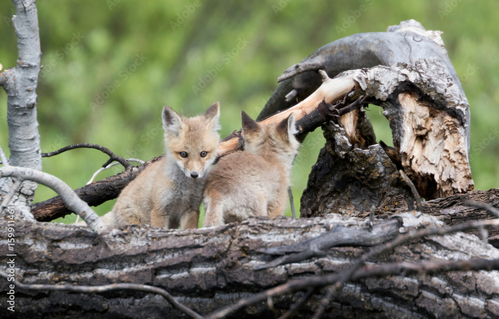 Fototapeta premium Fox Den