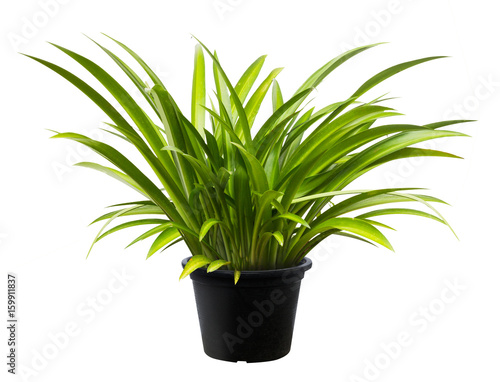 Crinum asiaticum, Green leaf tree plant fresh nature