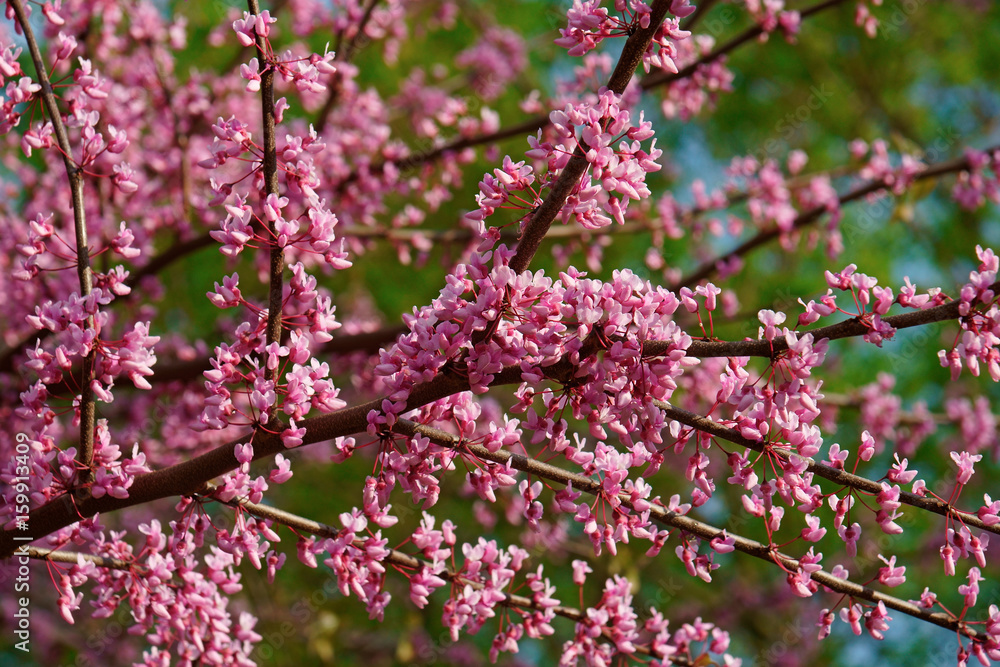 Eastern redbud in blossom (Cercis canadensis). State tree of Oklahoma Eastern redbud in blossom (Cercis canadensis). State tree of Oklahoma