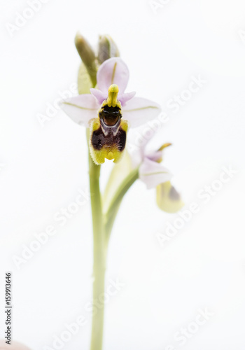 Obraz na płótnie orchidea selvatica w salonie