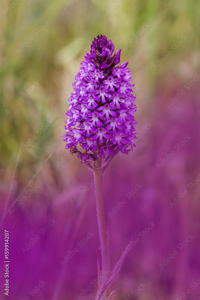 orchidea selvatica