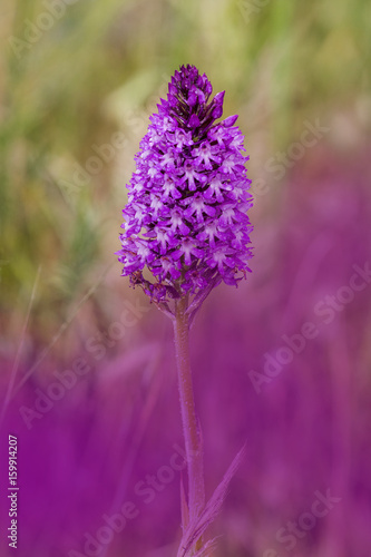 Obraz na płótnie orchidea selvatica w salonie