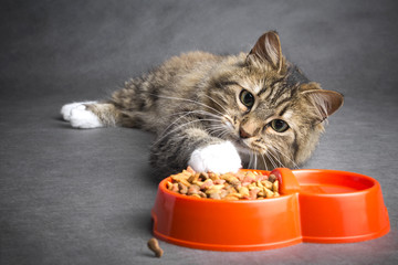 cat pulls his paw to a bowl of food