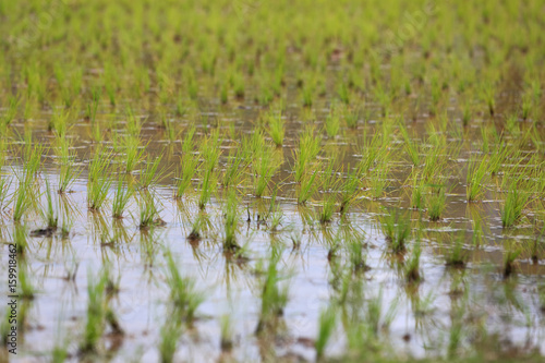 Rice fields, terraces, plantation, farm. An organic asian rice farm and agriculture. Young growing rice,Thailand