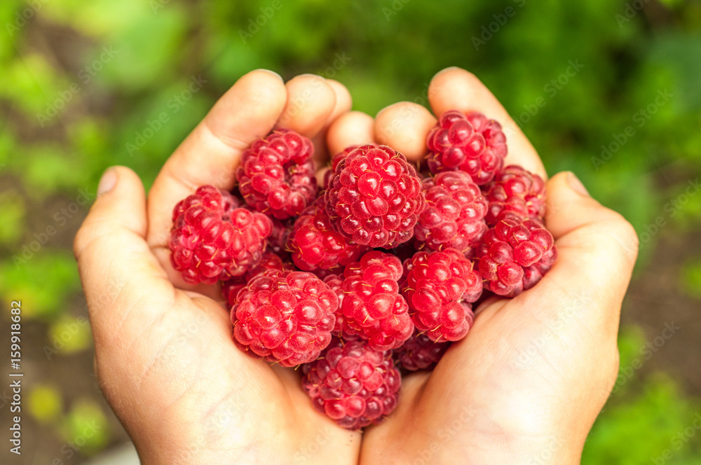 A handful of raspberries in the hands of a child A handful of raspberries in the hands of a child