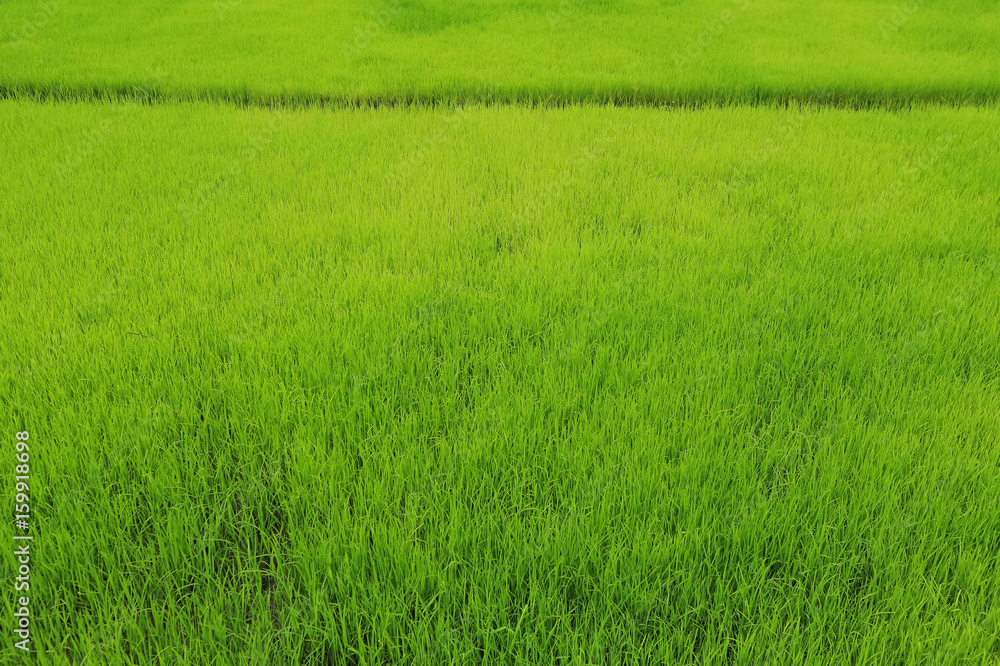 Rice fields, terraces, plantation, farm. An organic asian rice farm and agriculture. Young growing rice,Thailand Rice fields, terraces, plantation, farm. An organic asian rice farm and agriculture. Young growing rice,Thailand