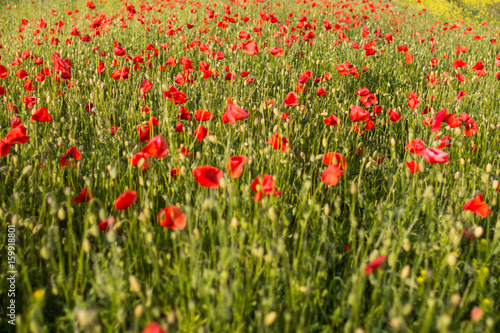 Poppy field © kogytuk