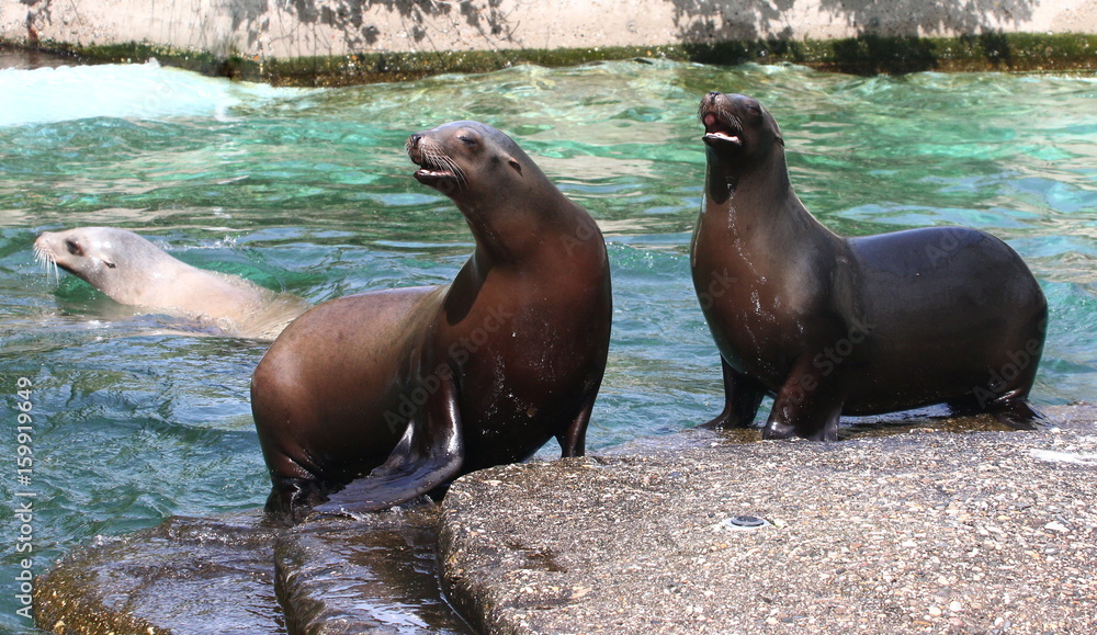 Fototapeta premium Pair of excited male California sea lions (Zalophus californianus) on the shore.