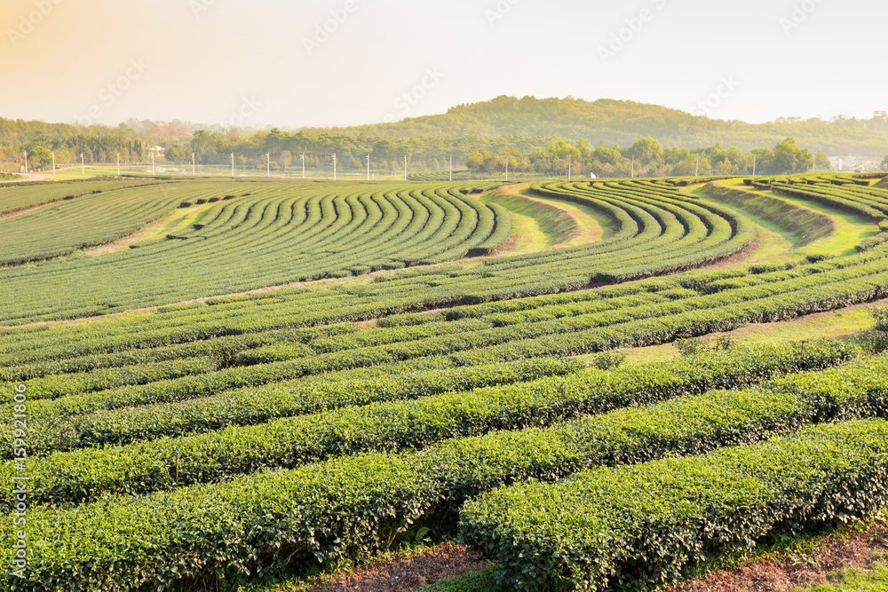 Green tea plantation landscape Green tea plantation landscape