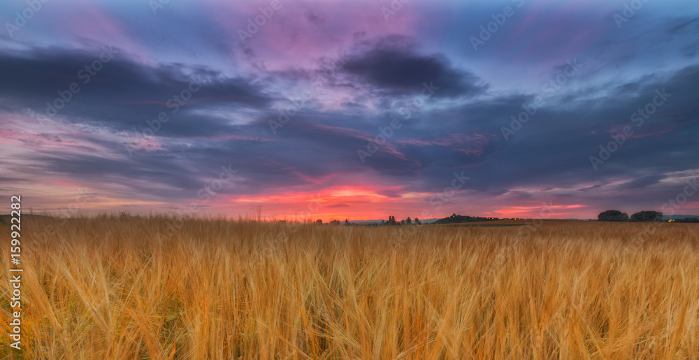 Yellow cereal field under a cloudy sunrise