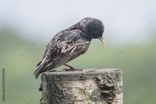 Starling