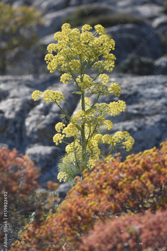ferula