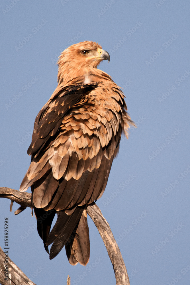 Tawny Eagle keeping a beady eye open for prey Tawny Eagle keeping a beady eye open for prey