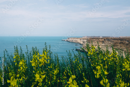 flowers by the sea