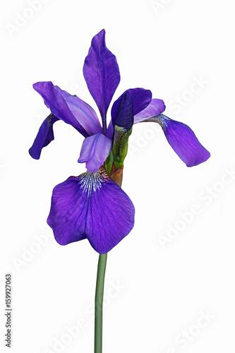 Fototapeta Naklejka Na Ścianę i Meble -  Siberian iris (Iris sibirica). Image of flower isolated on white background
