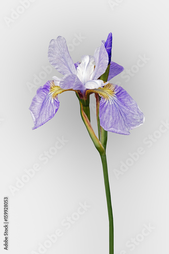 Fototapeta Naklejka Na Ścianę i Meble -  Sky Wings Siberian iris (Iris sibirica Sky Wings). Image of flower isolated on white background