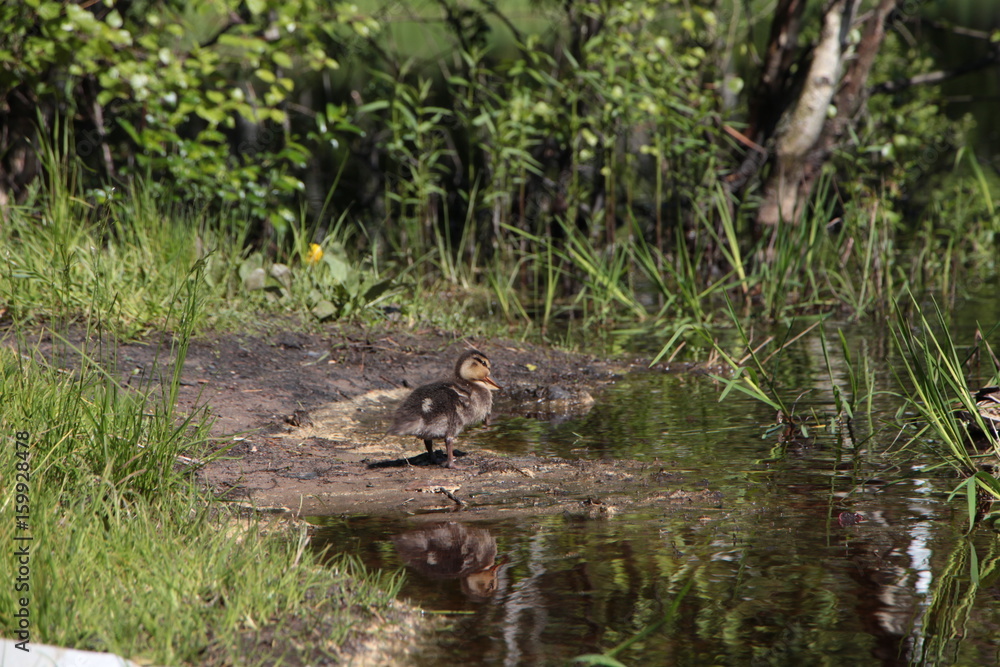 duck duck