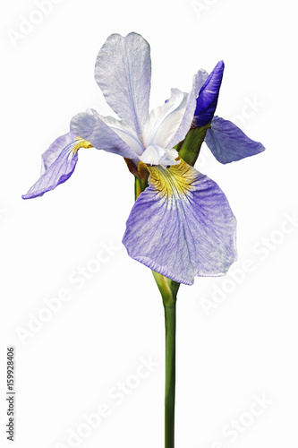 Fototapeta Naklejka Na Ścianę i Meble -  Sky Wings Siberian iris (Iris sibirica Sky Wings). Image of flower isolated on white background