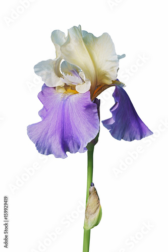 Panama Fling Tall Bearded iris (Iris x germanica Panama Fling). Image of flower isolated on white background