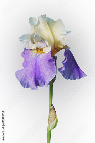 Fototapeta Naklejka Na Ścianę i Meble -  Panama Fling Tall Bearded iris (Iris x germanica Panama Fling). Image of flower isolated on white background