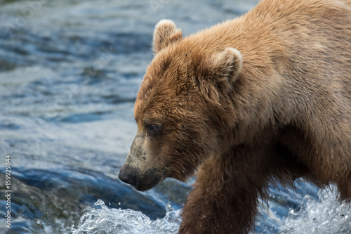 Large Alaskan brown bear