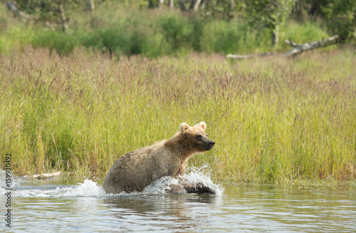 Alaskan brown bear cub running in water