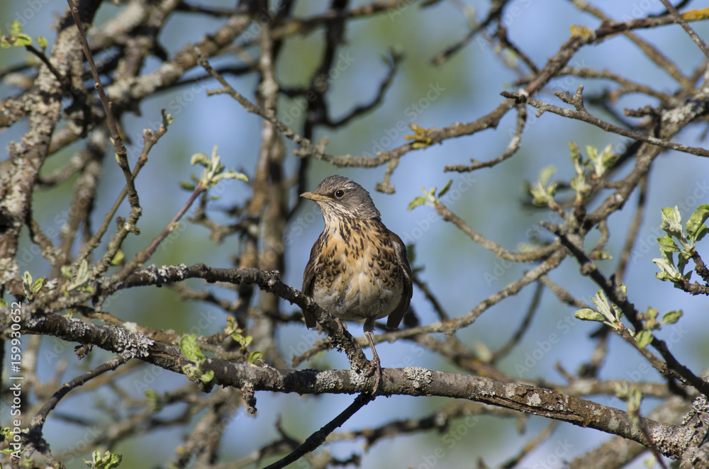 Young Fieldfare among the branches of Apple tree with blooming leaves Young Fieldfare among the branches of Apple tree with blooming leaves
