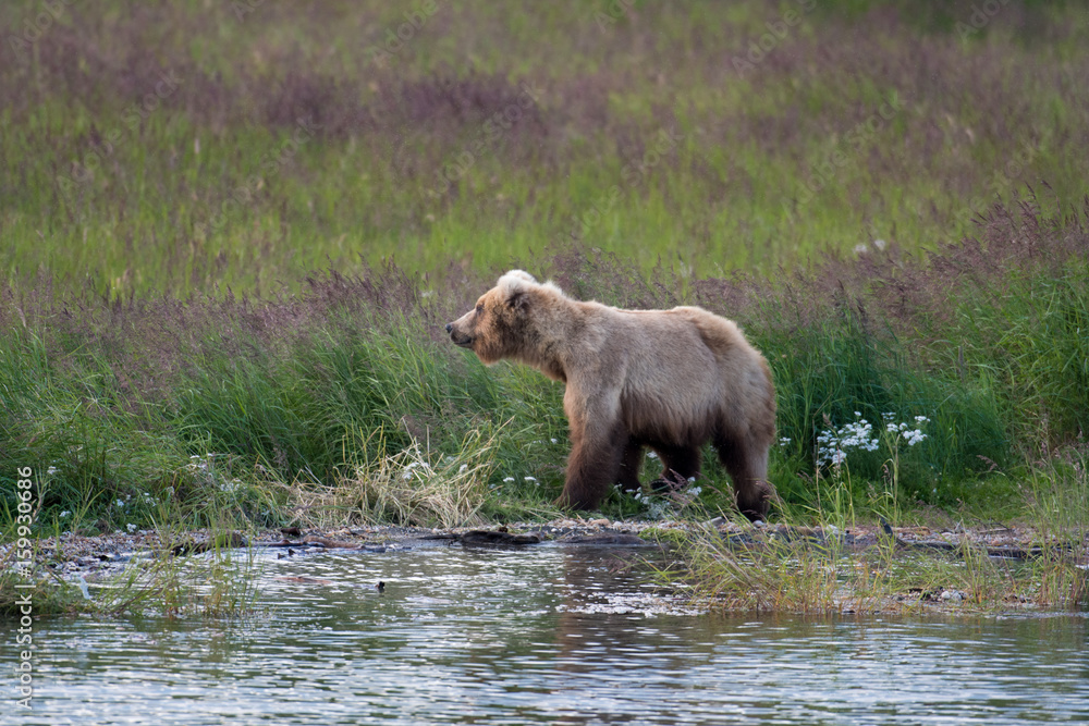 Alaskan brown bear sow Alaskan brown bear sow